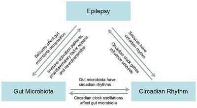 Epilepsy, gut microbiota, and circadian rhythm